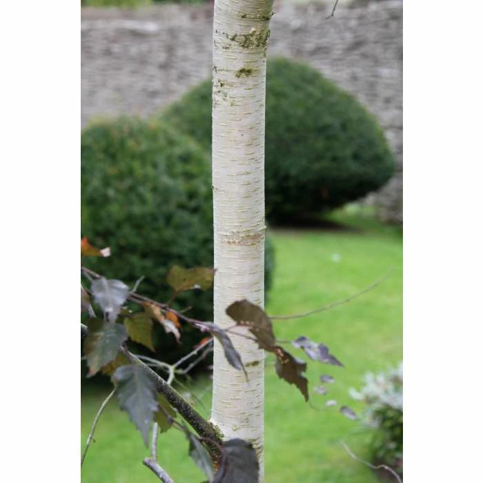 Betula 'Royal Frost' | Purple Birch Tree | 12L Pot | 150-180cm | By Frank P Matthews 4 Betula 'Royal Frost' | Purple Birch Tree | 12L Pot | 150-180cm | By Frank P Matthews - Image 2