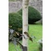 Betula 'Royal Frost' | Purple Birch Tree | 12L Pot | 150-180cm | By Frank P Matthews 2 Betula 'Royal Frost' | Purple Birch Tree | 12L Pot | 150-180cm | By Frank P Matthews -Camellia - shop TR1174 main image 1765