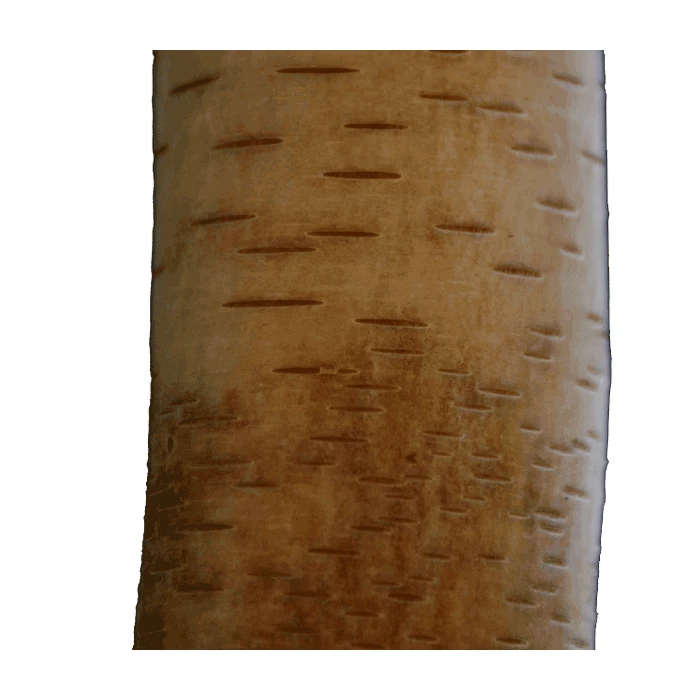 Betula utilis ‘Nepalese Orange’ | Birch Tree | 12L Pot | 150-180cm | By Frank P Matthews 3 Betula utilis ‘Nepalese Orange’ | Birch Tree | 12L Pot | 150-180cm | By Frank P Matthews