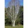 Himalayan Birch | Betula Utilis Var Jacquemontii 'Snow Queen' 2 Himalayan Birch | Betula Utilis Var Jacquemontii 'Snow Queen' -Camellia - shop TR1178 main image 040a