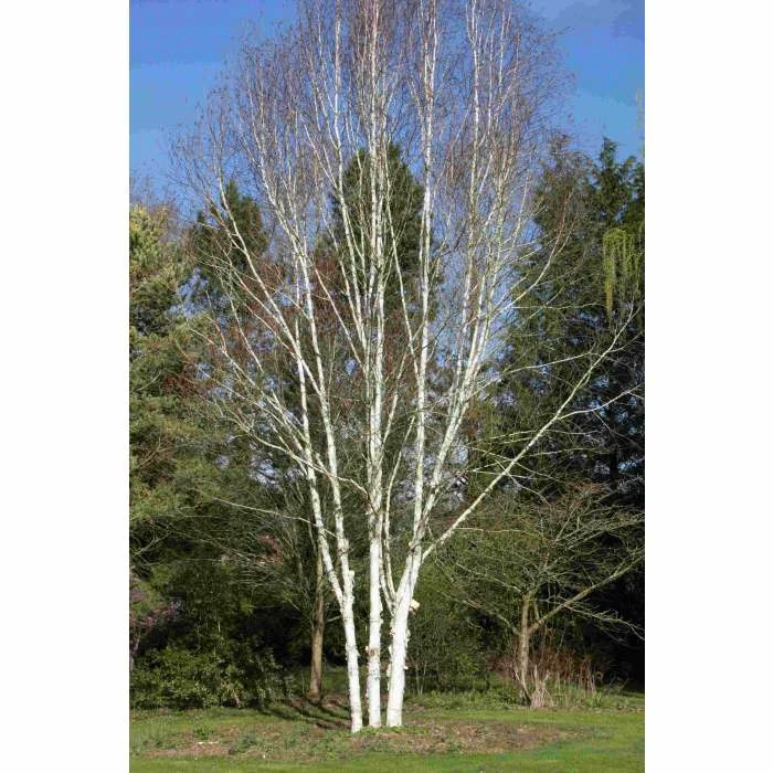Himalayan Birch | Betula Utilis Var Jacquemontii 'Snow Queen' 3 Himalayan Birch | Betula Utilis Var Jacquemontii 'Snow Queen'