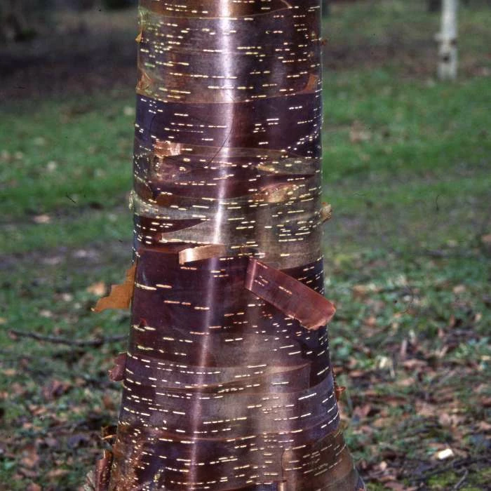 Betula utilis ‘Wakehurst Place Chocolate’ | Himalayan Birch Tree | 12L Pot | 150-180cm | By Frank P Matthews 3 Betula utilis ‘Wakehurst Place Chocolate’ | Himalayan Birch Tree | 12L Pot | 150-180cm | By Frank P Matthews