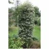 Ilex aquifolium 'Argentea Marginata' | Silver-margined Holly | 7L Pot | 120-150cm -Camellia - shop TR1192 main image 5eff