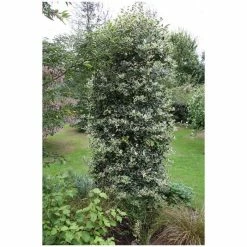 Ilex aquifolium 'Argentea Marginata' | Silver-margined Holly | 7L Pot | 120-150cm