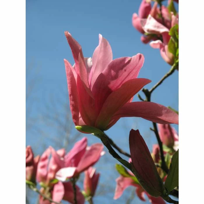 Magnolia ‘Daybreak’ | 12L Pot | 150-180cm 3 Magnolia ‘Daybreak’ | 12L Pot | 150-180cm