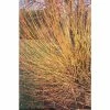 Salix alba 'Hutchinson's Yellow Bark' | Yellow Willow Tree | 12L Pot | 150-180cm | By Frank P Matthews 1 Salix alba 'Hutchinson's Yellow Bark' | Yellow Willow Tree | 12L Pot | 150-180cm | By Frank P Matthews -Camellia - shop TR1218 main image e9d5