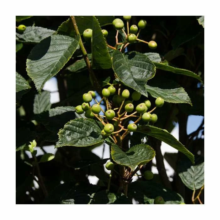Sorbus alnifolia 'Red Bird' | Rowan Tree | 12L Pot | 150-180cm | By Frank P Matthews 4 Sorbus alnifolia 'Red Bird' | Rowan Tree | 12L Pot | 150-180cm | By Frank P Matthews - Image 2