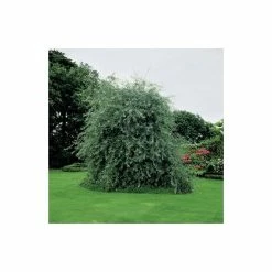 Pyrus salicifolia 'Pendula' Tree | Weeping Silver Pear Tree | Bare Root | 110-140cm -Camellia - shop TR1341 add image 2 3fed