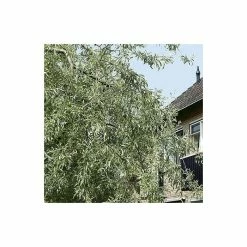Pyrus salicifolia 'Pendula' Tree | Weeping Silver Pear Tree | Bare Root | 110-140cm -Camellia - shop TR1341 add image 3 4cca