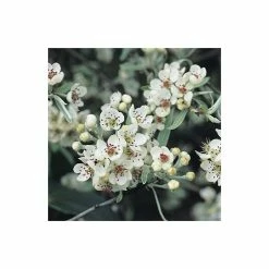 Pyrus salicifolia 'Pendula' Tree | Weeping Silver Pear Tree | Bare Root | 110-140cm -Camellia - shop TR1341 add image 4 6de1