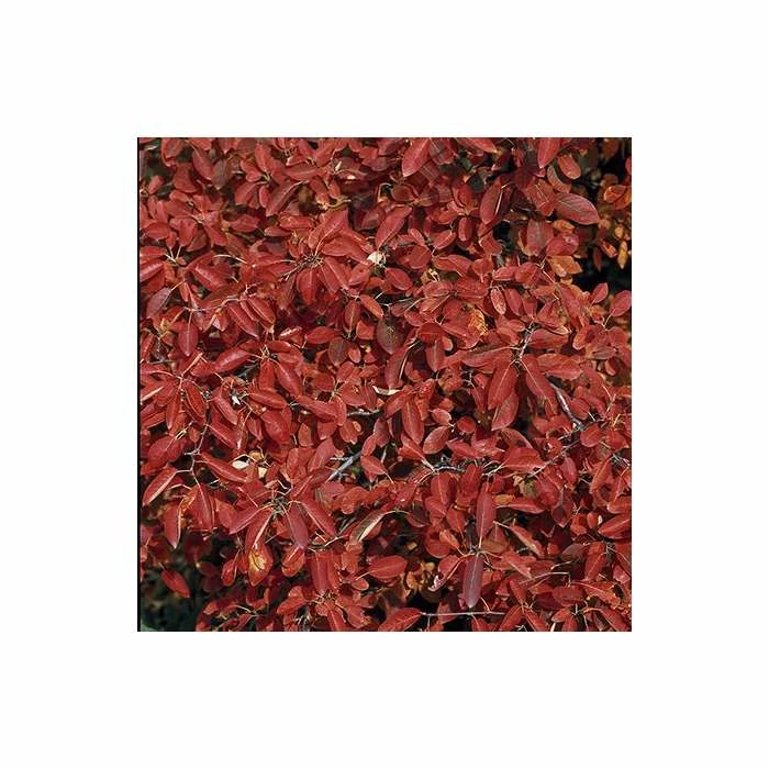 Amelanchier canadensis | Serviceberry Tree | Bare Root | 110-140cm 3 Amelanchier canadensis | Serviceberry Tree | Bare Root | 110-140cm - Image 2