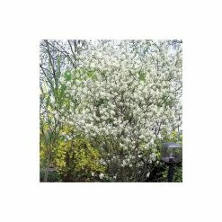 Amelanchier canadensis | Serviceberry Tree | Bare Root | 110-140cm 11 Amelanchier canadensis | Serviceberry Tree | Bare Root | 110-140cm -Camellia - shop TR1344 add image 2 9567