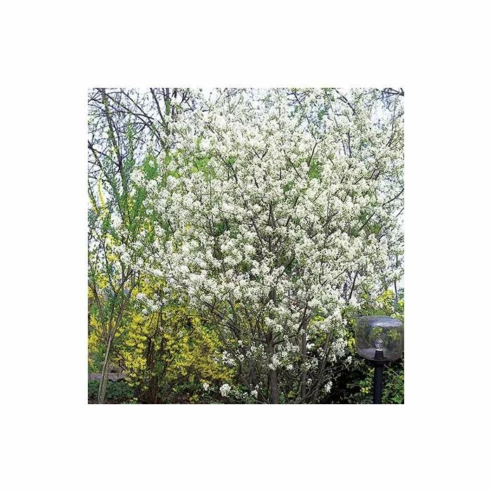 Amelanchier canadensis | Serviceberry Tree | Bare Root | 110-140cm 4 Amelanchier canadensis | Serviceberry Tree | Bare Root | 110-140cm - Image 3