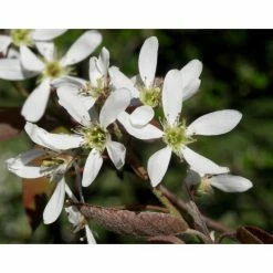 Amelanchier canadensis | Serviceberry Tree | Bare Root | 110-140cm 16 Amelanchier canadensis | Serviceberry Tree | Bare Root | 110-140cm -Camellia - shop TR1344 add image 7 2f23