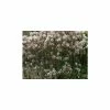 Amelanchier canadensis | Serviceberry Tree | Bare Root | 110-140cm 2 Amelanchier canadensis | Serviceberry Tree | Bare Root | 110-140cm -Camellia - shop TR1344 main image 86da