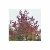 Liquidambar styraciflua 'Worplesdon' | Sweet Gum Tree 2 Liquidambar styraciflua 'Worplesdon' | Sweet Gum Tree -Camellia - shop TR1368 main image 3268