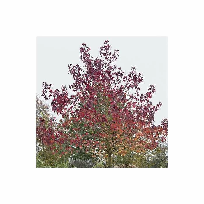 Liquidambar styraciflua 'Worplesdon' | Sweet Gum Tree 3 Liquidambar styraciflua 'Worplesdon' | Sweet Gum Tree