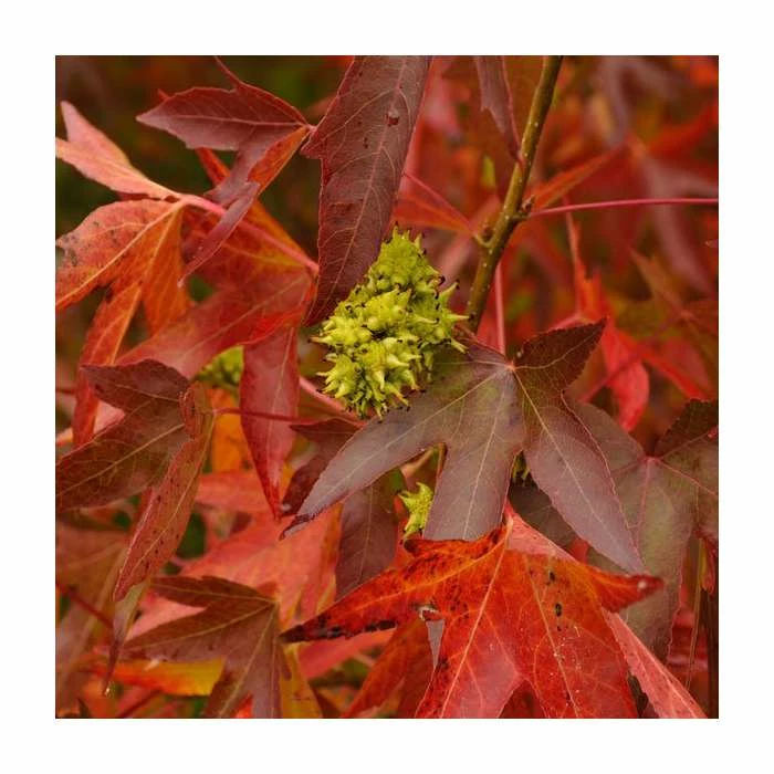 Liquidambar styraciflua 'Worplesdon' | Sweet Gum Tree 4 Liquidambar styraciflua 'Worplesdon' | Sweet Gum Tree - Image 2