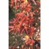 Liquidambar styraciflua 'Stared' | Sweet Gum Tree | 12L Pot | 150-180cm | By Frank P Matthews 1 Liquidambar styraciflua 'Stared' | Sweet Gum Tree | 12L Pot | 150-180cm | By Frank P Matthews -Camellia - shop TR1370 main image 4a6d