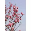 Magnolia 'Spectrum' | 12L Pot | 150-180cm | By Frank P Matthews 1 Magnolia 'Spectrum' | 12L Pot | 150-180cm | By Frank P Matthews -Camellia - shop TR1372 main image 8df1