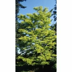 Gleditsia triacanthos 'Sunburst' | Golden Honey Locust Tree | 12L Pot | 150-180cm | By Frank P Matthews