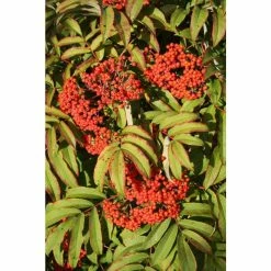 Sorbus sargentiana | Rowan Tree | 12L Pot | 150-180cm | By Frank P Matthews 8 Sorbus sargentiana | Rowan Tree | 12L Pot | 150-180cm | By Frank P Matthews -Camellia - shop TR1403 add image 1 e2eb