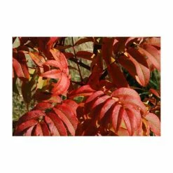 Sorbus sargentiana | Rowan Tree | 12L Pot | 150-180cm | By Frank P Matthews 9 Sorbus sargentiana | Rowan Tree | 12L Pot | 150-180cm | By Frank P Matthews -Camellia - shop TR1403 add image 2 a153