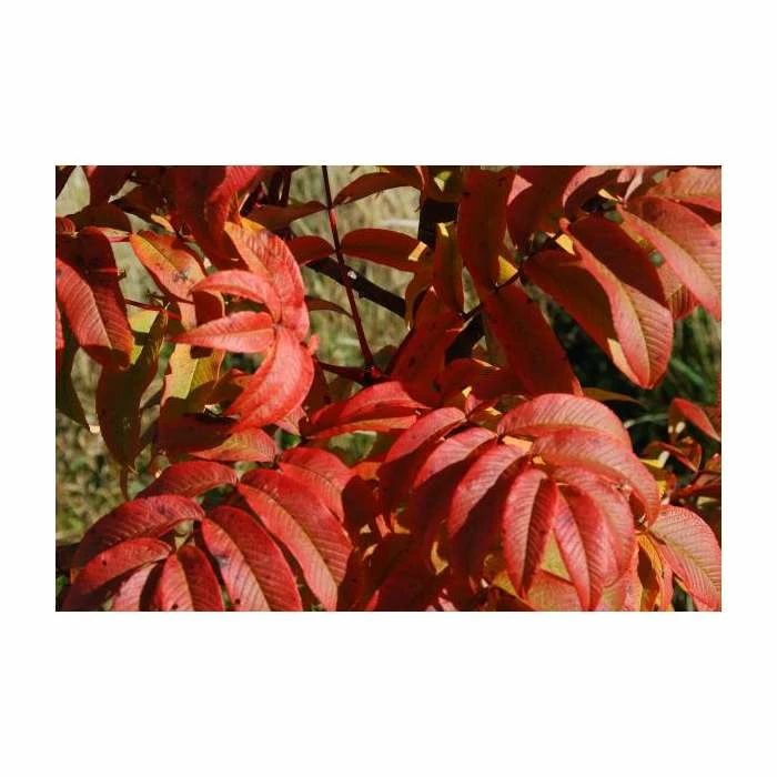 Sorbus sargentiana | Rowan Tree | 12L Pot | 150-180cm | By Frank P Matthews 6 Sorbus sargentiana | Rowan Tree | 12L Pot | 150-180cm | By Frank P Matthews - Image 4