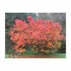 Sorbus sargentiana | Rowan Tree | 12L Pot | 150-180cm | By Frank P Matthews 2 Sorbus sargentiana | Rowan Tree | 12L Pot | 150-180cm | By Frank P Matthews -Camellia - shop TR1403 main image b7b8