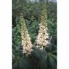 Aesculus parviflora | Bottlebrush Buckeye | 12L Pot | 150-180cm | By Frank P Matthews 2 Aesculus parviflora | Bottlebrush Buckeye | 12L Pot | 150-180cm | By Frank P Matthews -Camellia - shop TR1410 main image 7119