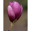 Magnolia 'Shirazz' | Purple Magnolia Tree | 12L Pot | 150-180cm | By Frank P Matthews 2 Magnolia 'Shirazz' | Purple Magnolia Tree | 12L Pot | 150-180cm | By Frank P Matthews -Camellia - shop TR1423 main image 11c8