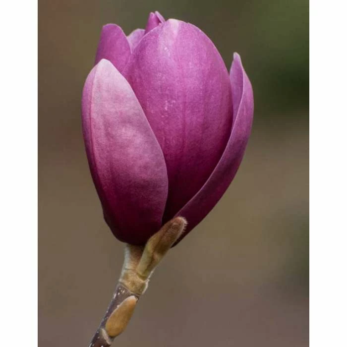 Magnolia 'Shirazz' | Purple Magnolia Tree | 12L Pot | 150-180cm | By Frank P Matthews 3 Magnolia 'Shirazz' | Purple Magnolia Tree | 12L Pot | 150-180cm | By Frank P Matthews