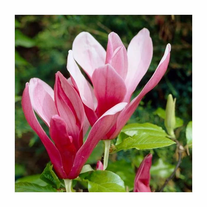 Magnolia 'Sunset Swirl' | 12L Pot | 150-180cm | By Frank P Matthews 3 Magnolia 'Sunset Swirl' | 12L Pot | 150-180cm | By Frank P Matthews