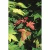 Acer cappadocicum 'Rubrum' | Red Cappadocian Maple Tree | 12L Pot | 150-180cm | By Frank P Matthews 1 Acer cappadocicum 'Rubrum' | Red Cappadocian Maple Tree | 12L Pot | 150-180cm | By Frank P Matthews -Camellia - shop TR1435 main image 054d