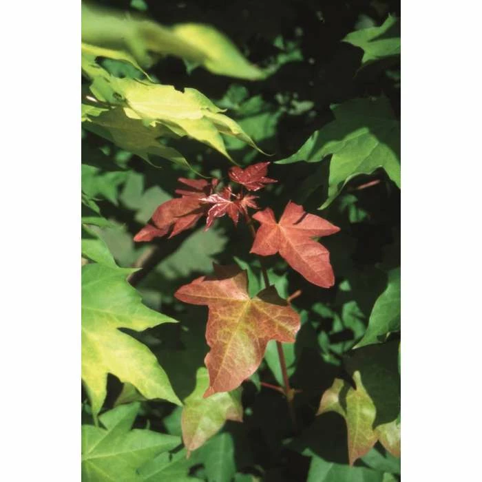 Acer cappadocicum 'Rubrum' | Red Cappadocian Maple Tree | 12L Pot | 150-180cm | By Frank P Matthews 3 Acer cappadocicum 'Rubrum' | Red Cappadocian Maple Tree | 12L Pot | 150-180cm | By Frank P Matthews
