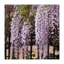 3ft Wisteria 'Hon-beni' | 7L Pot | Wisteria floribunda 'Hon-beni' 7 3ft Wisteria 'Hon-beni' | 7L Pot | Wisteria floribunda 'Hon-beni' -Camellia - shop TR1444 add image 1 6861