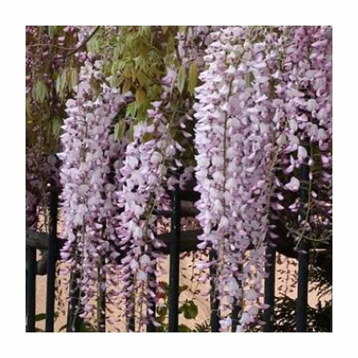3ft Wisteria 'Hon-beni' | 7L Pot | Wisteria floribunda 'Hon-beni' 5 3ft Wisteria 'Hon-beni' | 7L Pot | Wisteria floribunda 'Hon-beni' - Image 3