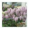 3ft Wisteria 'Hon-beni' | 7L Pot | Wisteria floribunda 'Hon-beni' 1 3ft Wisteria 'Hon-beni' | 7L Pot | Wisteria floribunda 'Hon-beni' -Camellia - shop TR1444 main image bd6a