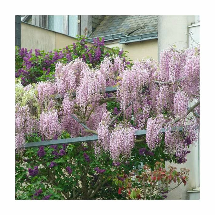 3ft Wisteria 'Hon-beni' | 7L Pot | Wisteria floribunda 'Hon-beni' 3 3ft Wisteria 'Hon-beni' | 7L Pot | Wisteria floribunda 'Hon-beni'