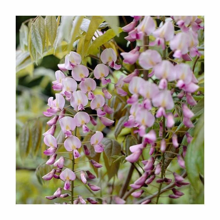 3ft Wisteria 'Hon-beni' | 7L Pot | Wisteria floribunda 'Hon-beni' 4 3ft Wisteria 'Hon-beni' | 7L Pot | Wisteria floribunda 'Hon-beni' - Image 2