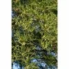 Alnus glutinosa 'Imperialis' | Alder Tree | 12L Pot | 150-180cm | By Frank P Matthews 1 Alnus glutinosa 'Imperialis' | Alder Tree | 12L Pot | 150-180cm | By Frank P Matthews -Camellia - shop TR1445 main image c570