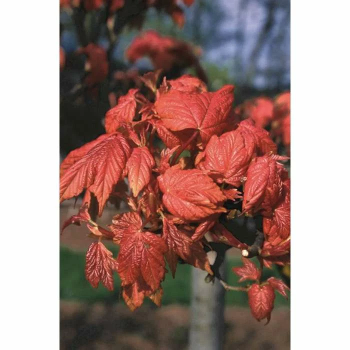 Acer pseudoplatanus 'Prinz Handjery' | Dwarf Sycamore Tree | 12L Pot | 150-180cm | By Frank P Matthews 3 Acer pseudoplatanus 'Prinz Handjery' | Dwarf Sycamore Tree | 12L Pot | 150-180cm | By Frank P Matthews