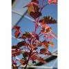 Acer 'Red Flamingo' | Maple Tree | 12L Pot | 150-180cm | By Frank P Matthews 1 Acer 'Red Flamingo' | Maple Tree | 12L Pot | 150-180cm | By Frank P Matthews -Camellia - shop TR1451 main image 9f44