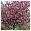 Malus 'Rudolph' | Purple Flowering Crab Apple Tree | 12L Pot | 150-180cm | By Frank P Matthews 1 Malus 'Rudolph' | Purple Flowering Crab Apple Tree | 12L Pot | 150-180cm | By Frank P Matthews -Camellia - shop TR1458 main image 5a4a