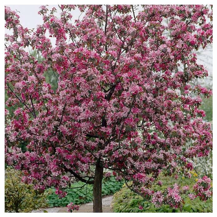 Malus 'Rudolph' | Purple Flowering Crab Apple Tree | 12L Pot | 150-180cm | By Frank P Matthews 3 Malus 'Rudolph' | Purple Flowering Crab Apple Tree | 12L Pot | 150-180cm | By Frank P Matthews