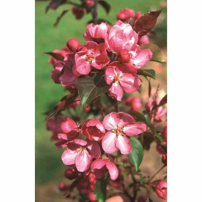 Malus 'Rudolph' | Purple Flowering Crab Apple Tree | 12L Pot | 150-180cm | By Frank P Matthews 4 Malus 'Rudolph' | Purple Flowering Crab Apple Tree | 12L Pot | 150-180cm | By Frank P Matthews - Image 2