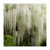 6ft Wisteria 'Snow Showers' | 7L Pot | Wisteria floribunda 'Shiro-noda' 2 6ft Wisteria 'Snow Showers' | 7L Pot | Wisteria floribunda 'Shiro-noda' -Camellia - shop TR1463 main image 30f9