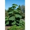 Paulownia tomentosa | Fox Glove Tree | 9L Pot | 120-150cm 2 Paulownia tomentosa | Fox Glove Tree | 9L Pot | 120-150cm -Camellia - shop TR87603 main image 1b9b