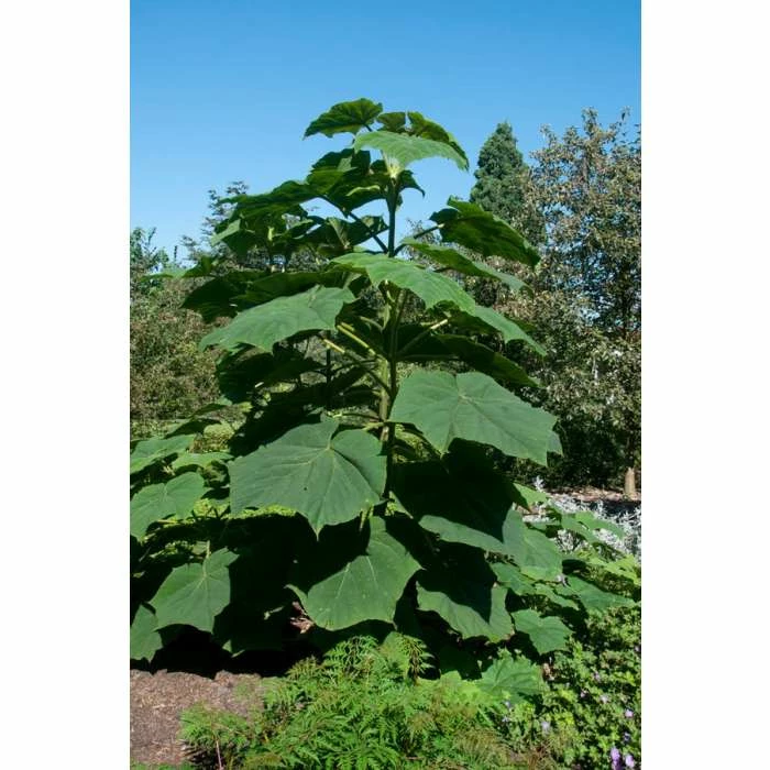 Paulownia tomentosa | Fox Glove Tree | 9L Pot | 120-150cm 3 Paulownia tomentosa | Fox Glove Tree | 9L Pot | 120-150cm