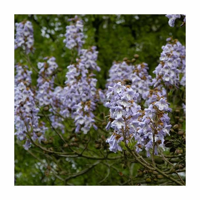 Paulownia tomentosa | Fox Glove Tree | 9L Pot | 120-150cm 4 Paulownia tomentosa | Fox Glove Tree | 9L Pot | 120-150cm - Image 2